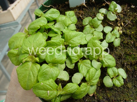 mint, perilla